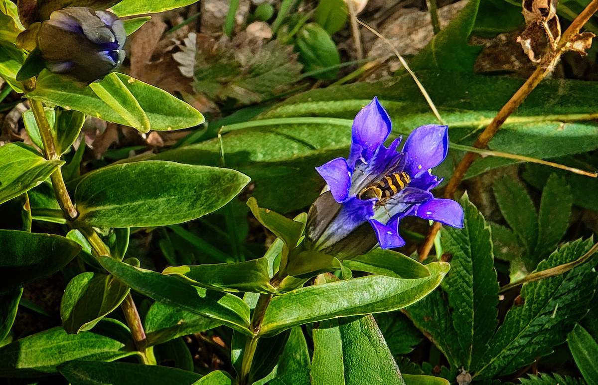 Parry's Gentian & Pollinator